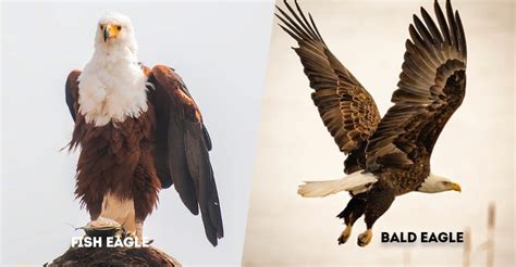 eagle and fish|Fish Eagle Vs Bald Eagle: Their Differences .